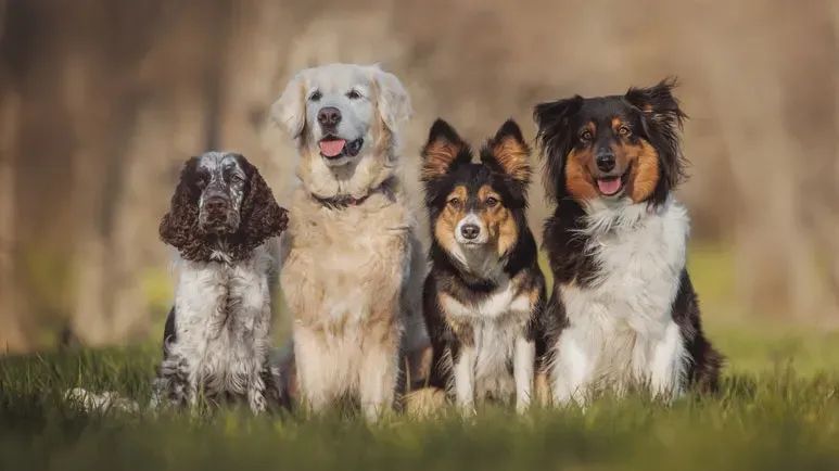 dna study origin of dogs