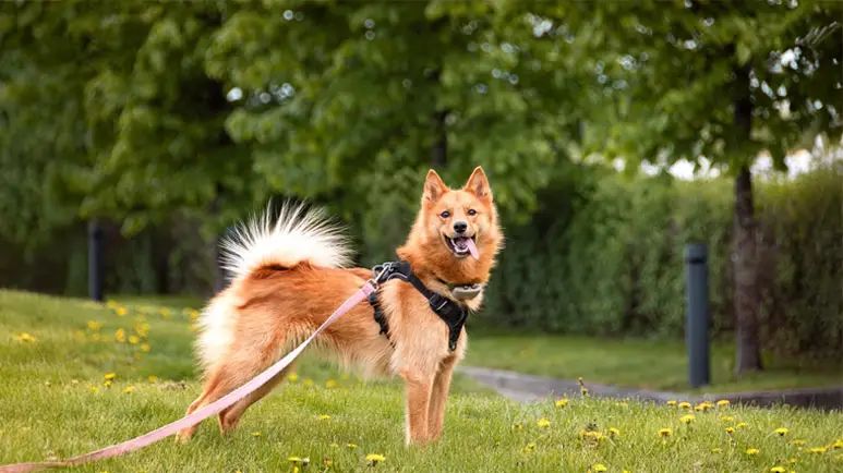 dog arthritis formula