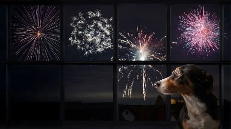 dog fourth of july survival guide