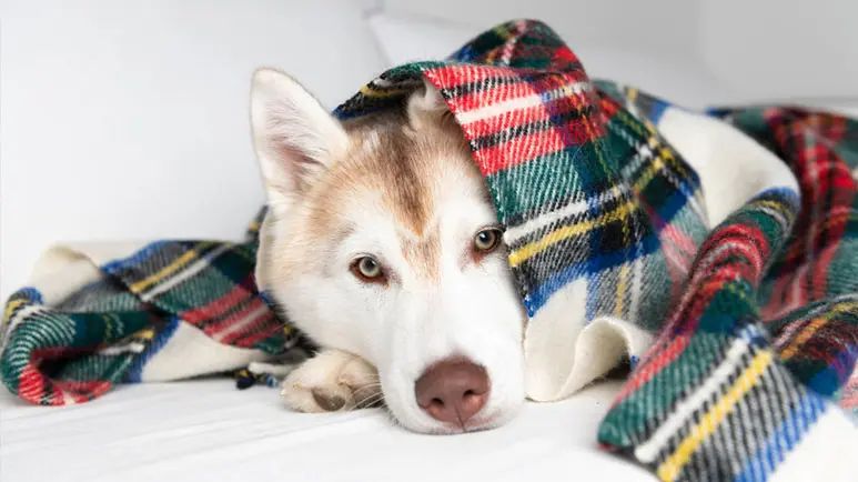 dog hemorrhagic gastroenteritis