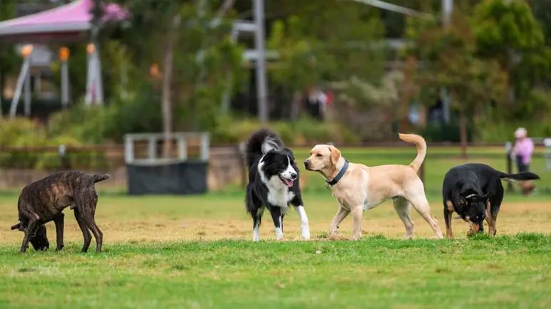dog park safety tips