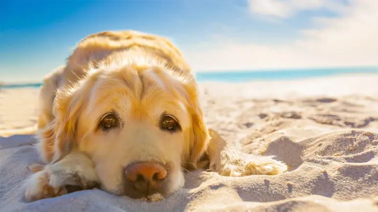 dog skin health summer