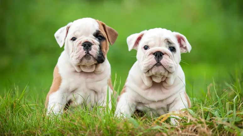 english bulldog bad breeding