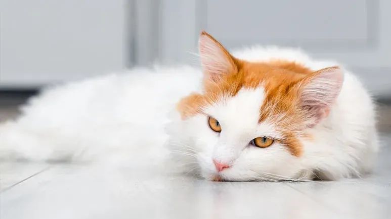 feline audiogenic reflex seizures