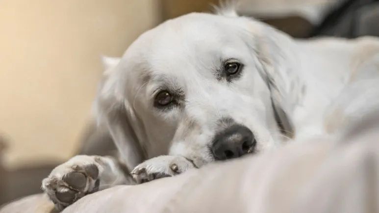 pet anxiety gut health