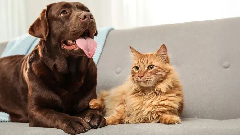 pet owners cleaning tips