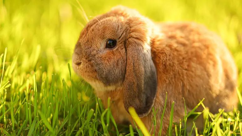pet rabbit summer