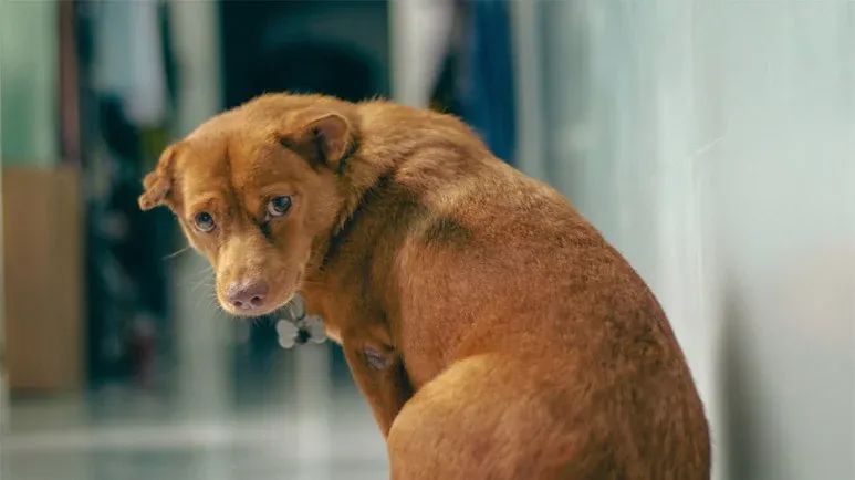 pets ectopic ureters