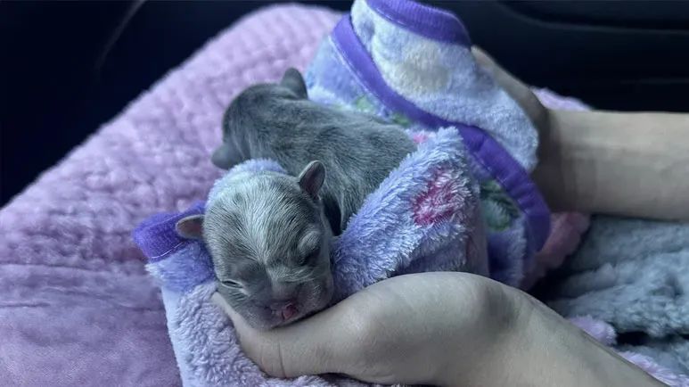 raising 2 tiny fighters