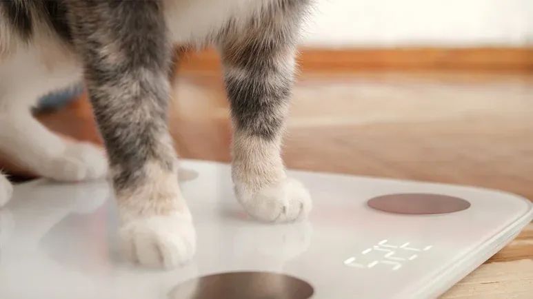 risk factors pet obesity