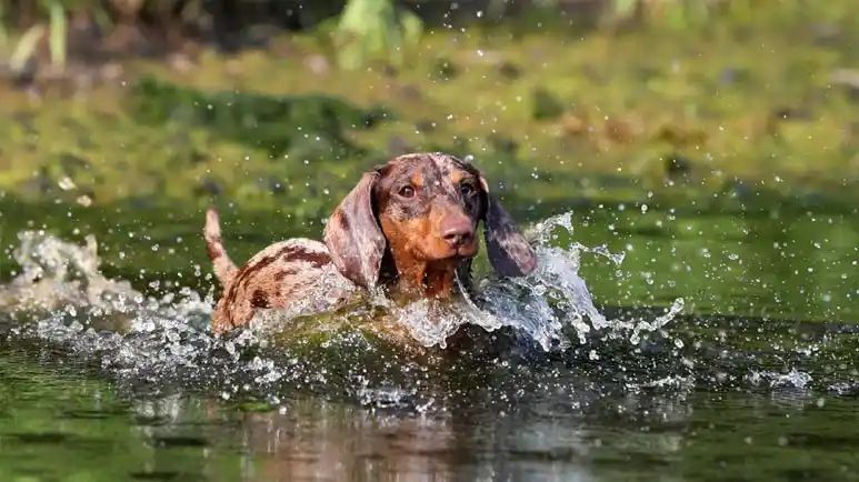 waterborne diseases in dogs