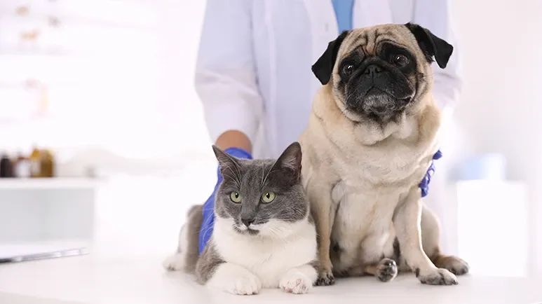 at home veterinary care