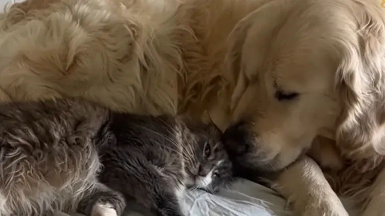 blind puppy was set to be put down until a rescue family stepped in