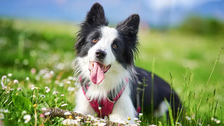 border collie