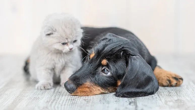 brushing pet teeth
