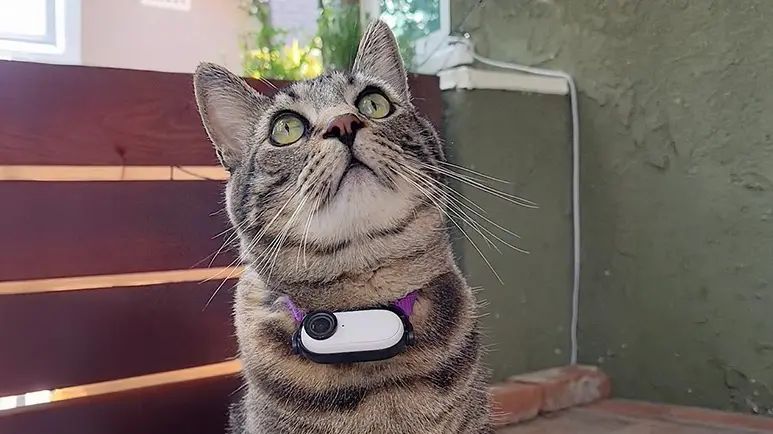 cat caught on spy cam giving trash gifts