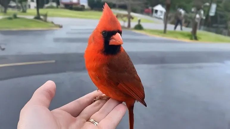 clifford the cardinal