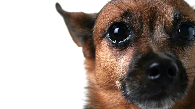 debarking dogs