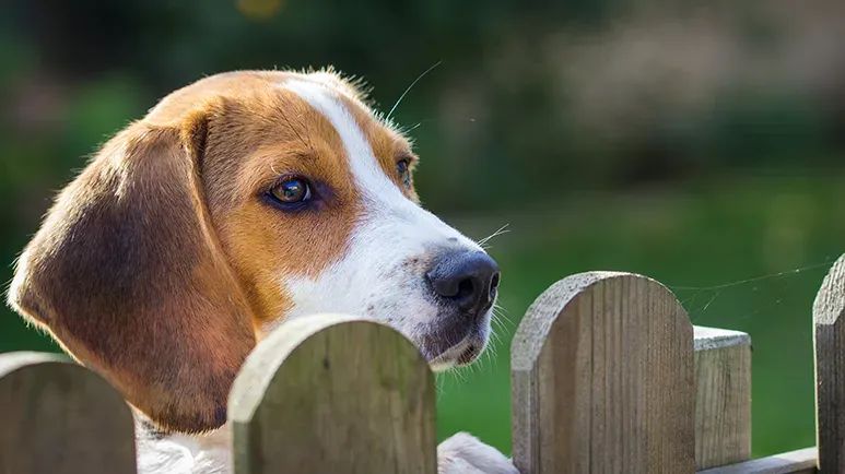 fenced yard dog sitting service