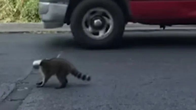 freeing a trapped raccoon