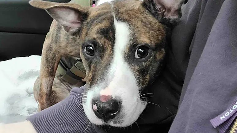 from injury to adventure honey bunches journey