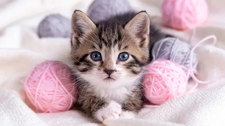 homemade cat toys