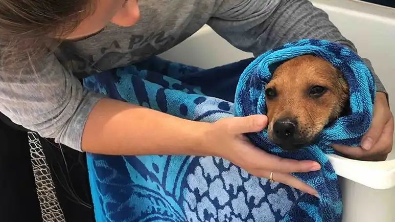 one womans mission to rescue the islands strays