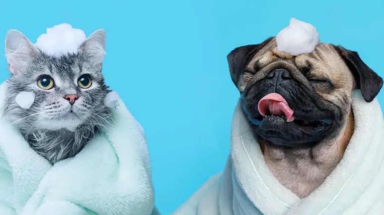 pet bath tips