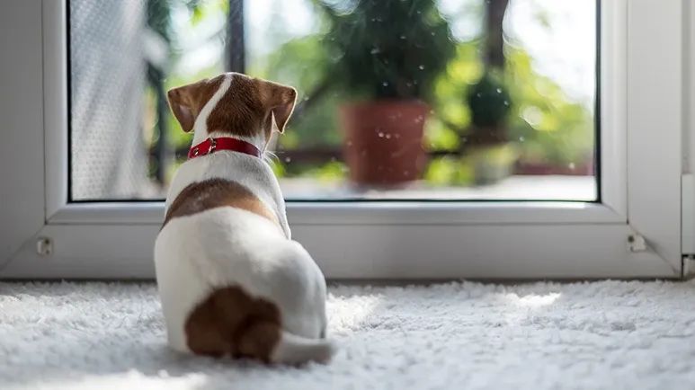 proper puppy socialization