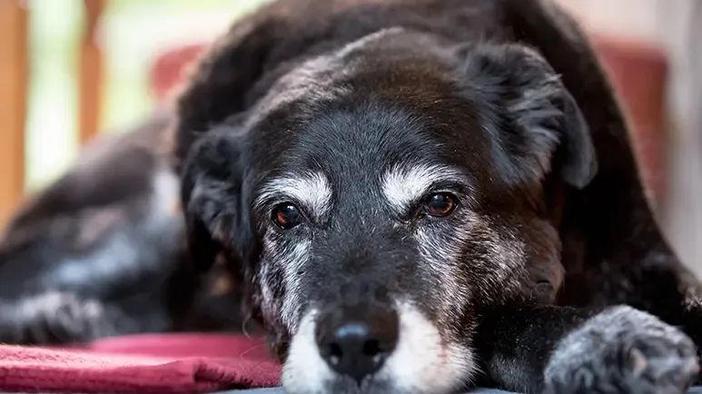 senior pets wellness checkups
