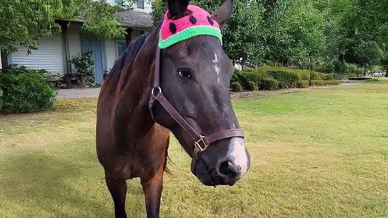 the horse who saved his riders life