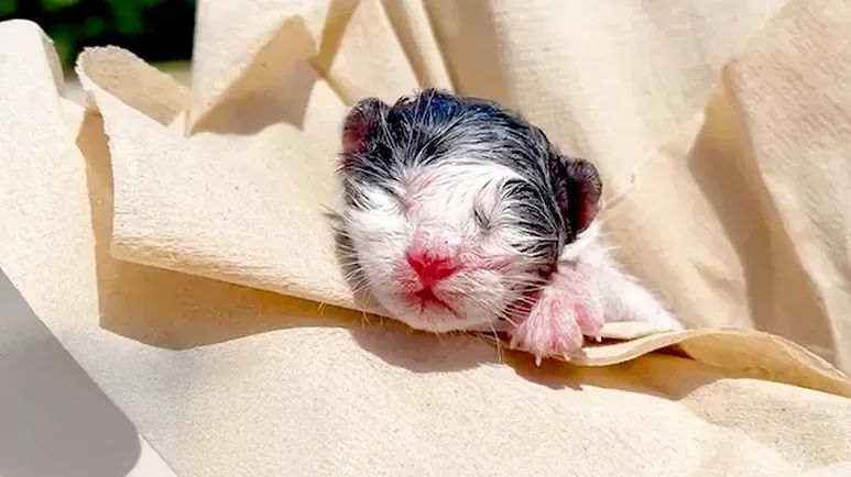 the rescued kitten who stole her heart on day one