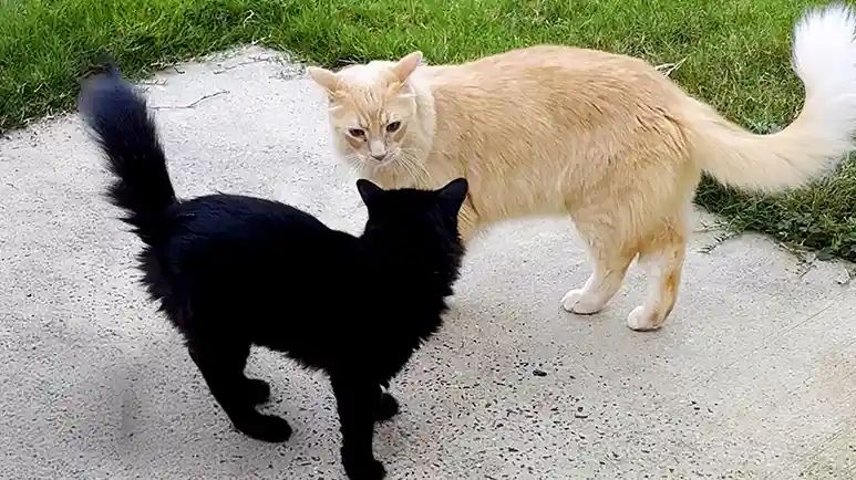 the stray that changed our cat