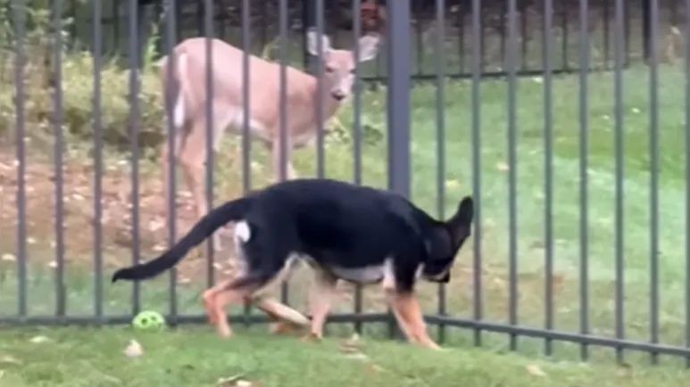 this dog and these deer have the sweetest friendship