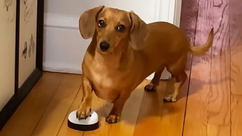 this dog rings a bell to get whatever she wants