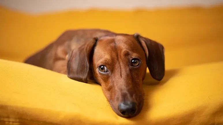 tips to keep senior dog healthy happy