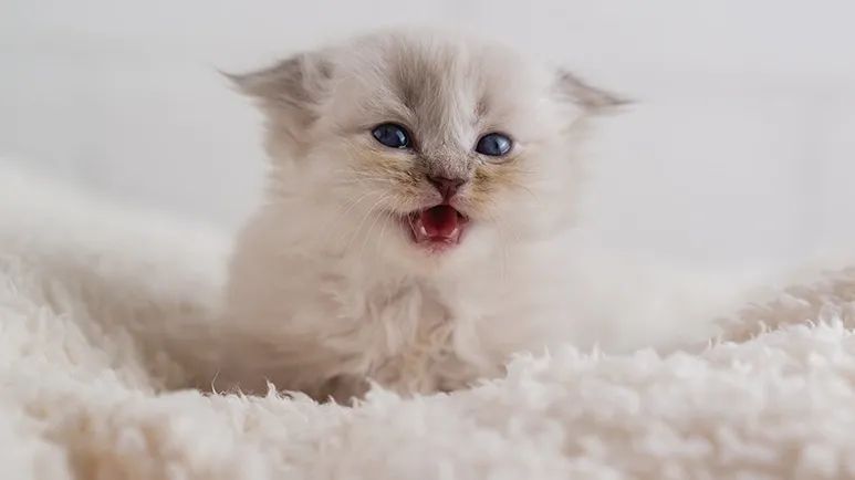 understanding kittens teeth