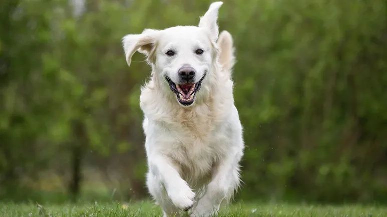 why dogs make the golden years shine brighter