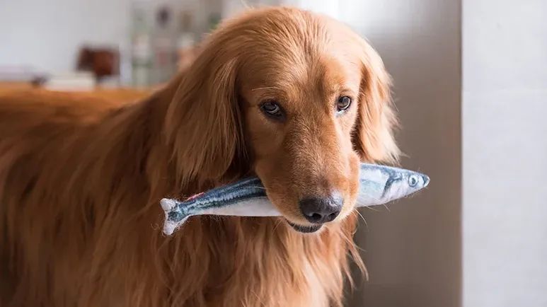 why fish is a dogs best friend