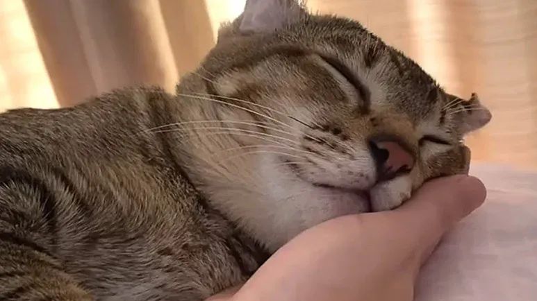 cat with crinkled ears stole her heart