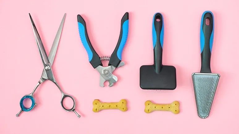 do it yourself pet care tips