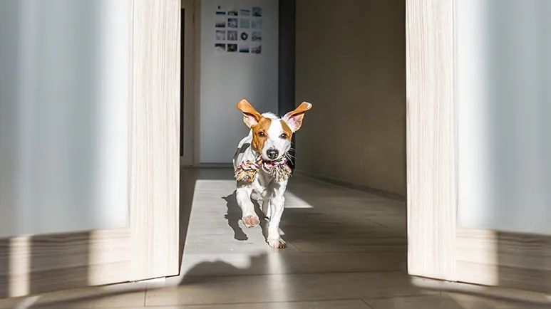dog brain activity