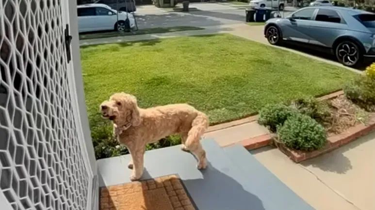 dog pita knocks for playdates every week