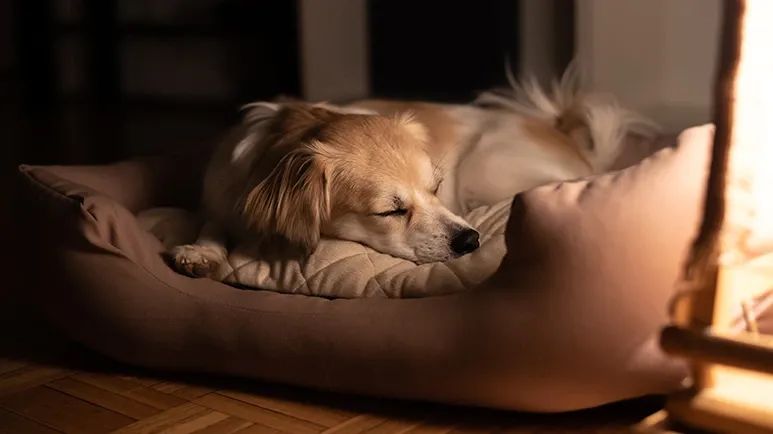 dog sleep all night