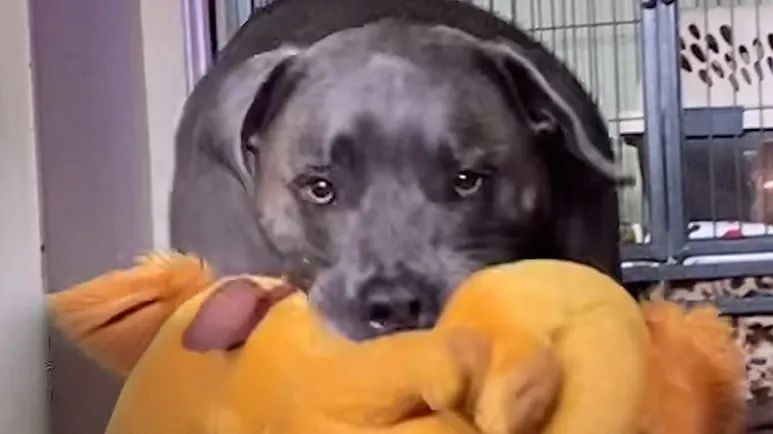 dog throws a fit when stuffie gets washed