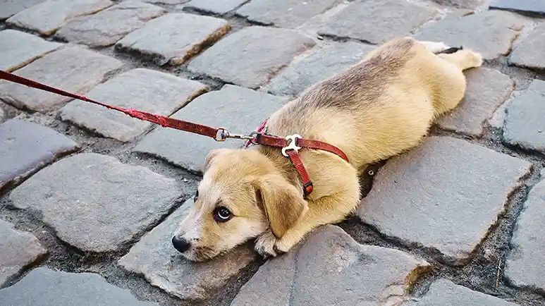 dog walking common mistakes