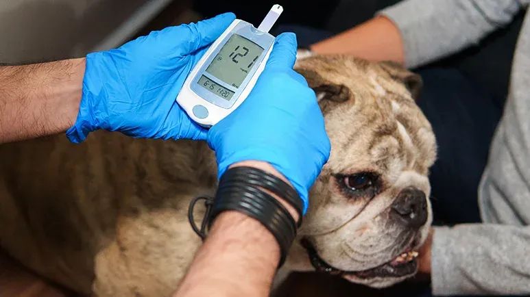 dogs blood sugar