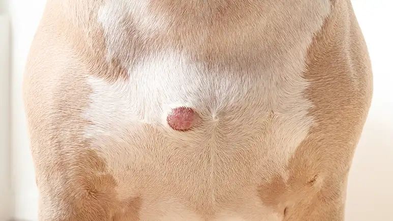 guide to lumps on dogs and cats