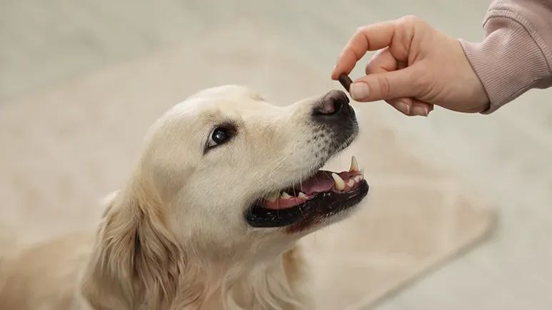 natural probiotics for dogs
