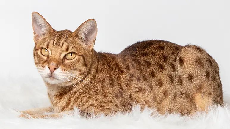 ocicat